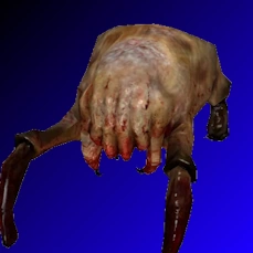 Crabe de tête